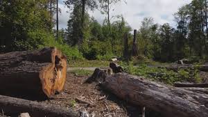 Best Tree Maintenance Programs  in Watertown, FL