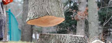 Best Tree Mulching  in Watertown, FL