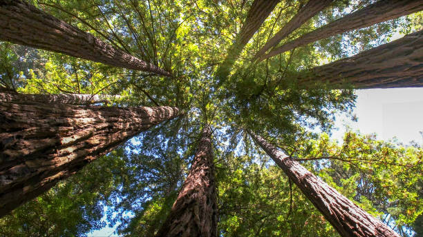 How Our Tree Care Process Works  in  Watertown, FL