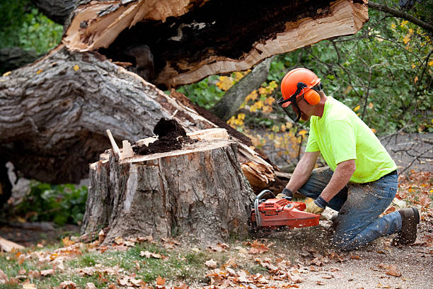 Best Root Management and Removal  in Watertown, FL