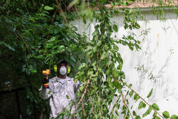 Best Tree Disease Treatment  in Watertown, FL