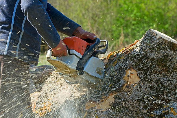 Best Hedge Trimming  in Watertown, FL