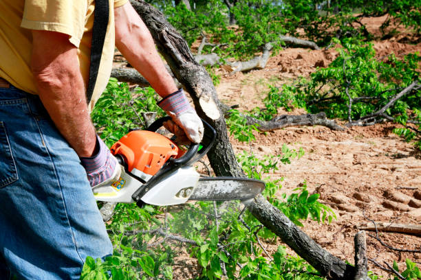 Best Tree Removal  in Watertown, FL